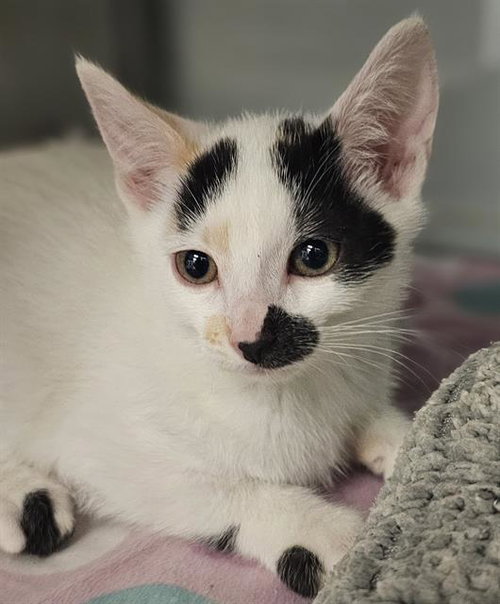 FRIDA KAHLO*, Baby Domestic Short Hair (medium coat), cat for adoption in Watsonville, California