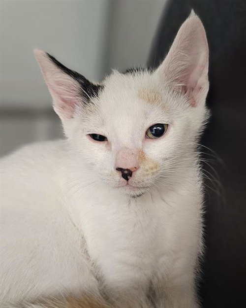 GEORGIA O'KEEFE, Baby Domestic Short Hair (medium coat), cat for adoption in Watsonville, California