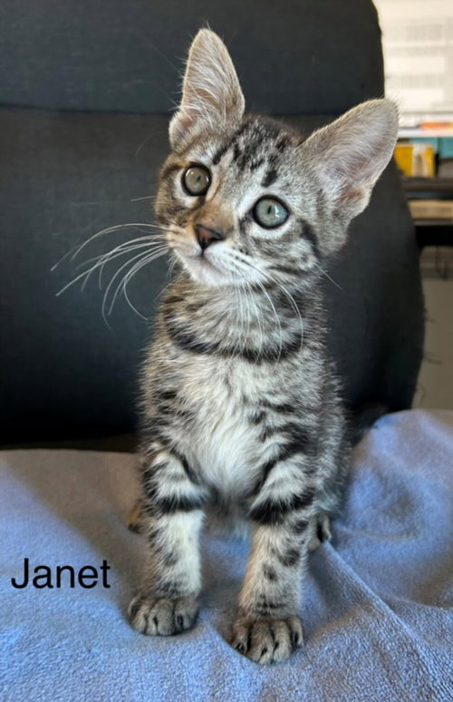 JANET*