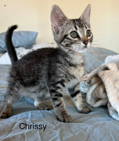 CHRISSY*