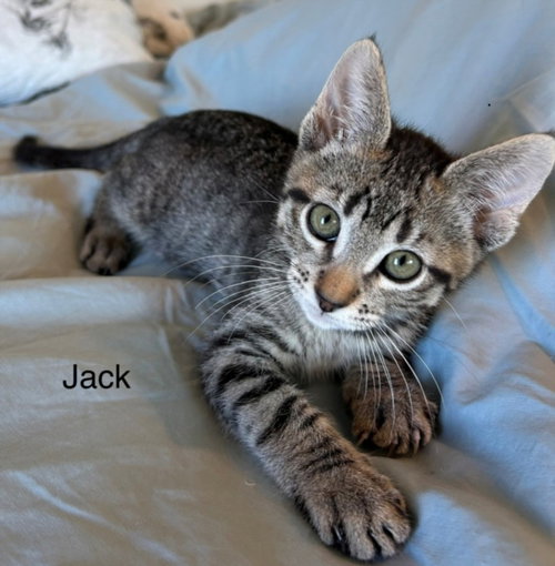 JACK*