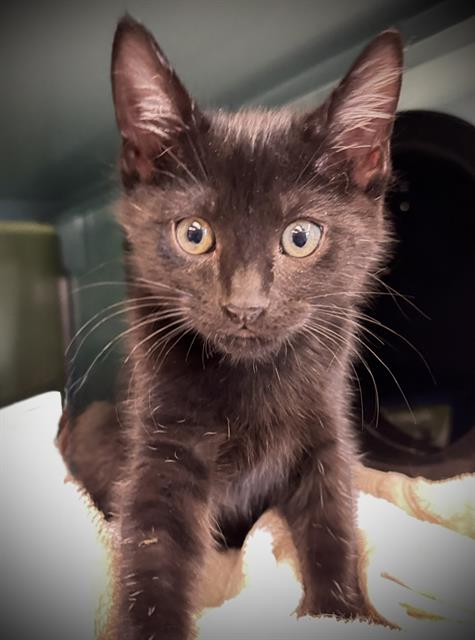 SAL*, Baby Domestic Short Hair (medium coat), cat for adoption in Campbell, California