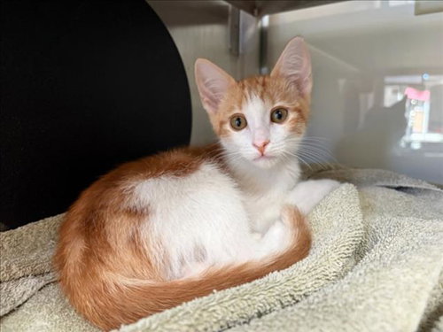 SOCKS*, Baby Domestic Short Hair (medium coat), cat for adoption in Cupertino, California