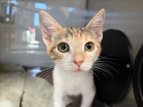 SANDALS*, Baby Domestic Short Hair (medium coat), cat for adoption in Cupertino, California