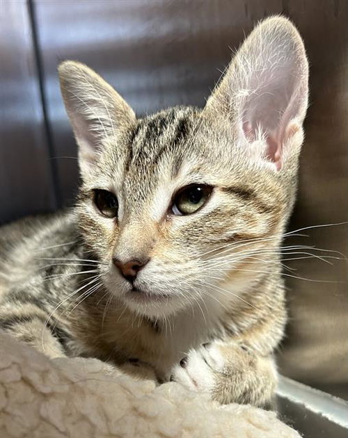 CANDY CANE*, Baby Domestic Short Hair (medium coat), cat for adoption in Cupertino, California