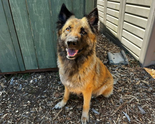 HEIDI*, an adoptable Belgian Shepherd Tervuren in Santa Cruz, CA
