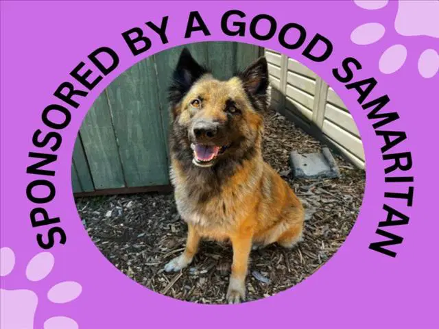 Heidi - Belgian Shepherd Tervuren