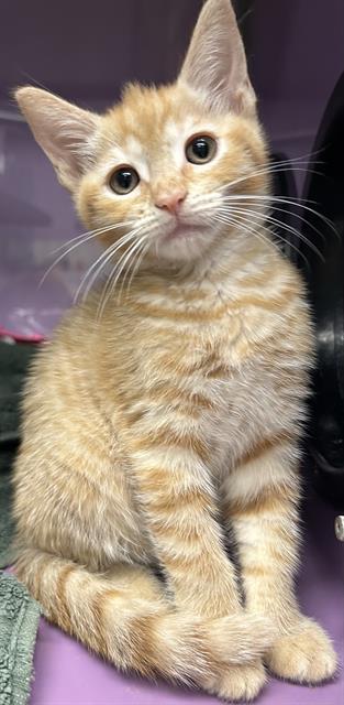 BENEDICT*, Baby Domestic Short Hair (medium coat), cat for adoption in Cupertino, California