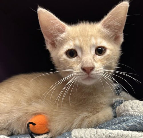 QUICHE*, Baby Domestic Short Hair (medium coat), cat for adoption in Cupertino, California