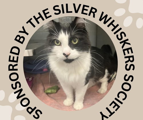 MO, Senior Domestic Medium Hair (medium coat), cat for adoption in Cupertino, California