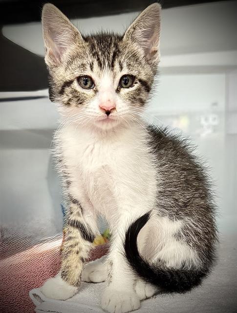 BUCKY*, Baby Domestic Short Hair (medium coat), cat for adoption in Cupertino, California