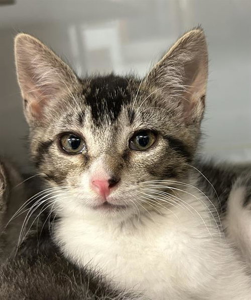 STEVEN*, Baby Domestic Short Hair (medium coat), cat for adoption in Campbell, California