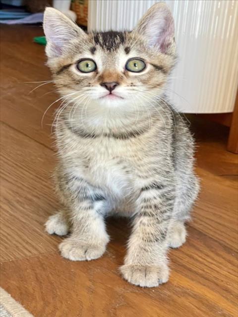 DAKOTA*