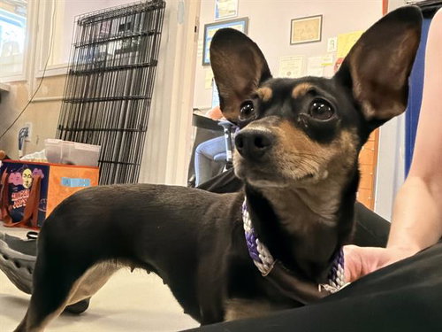 ELLA
