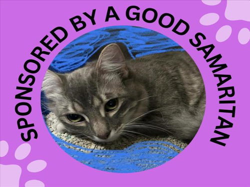 TONY, Young Domestic Medium Hair (medium coat), cat for adoption in Cupertino, California