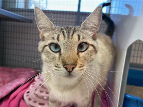 BONE, Adult Siamese (medium coat), cat for adoption in Cupertino, California