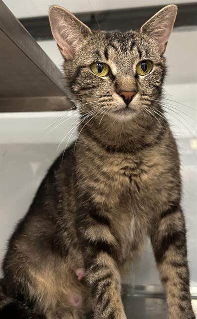 TUCKER*, Adult Domestic Short Hair (medium coat), cat for adoption in Cupertino, California