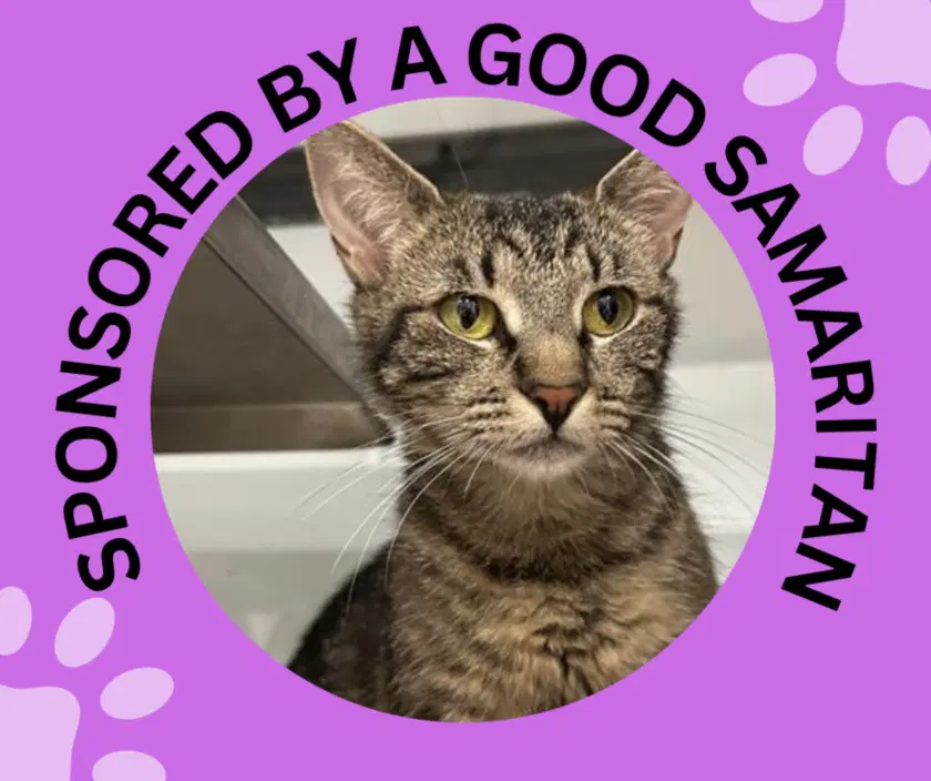 Tucker - Domestic Short Hair