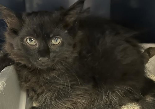 PHOEBE*, Baby Domestic Medium Hair (medium coat), cat for adoption in Watsonville, California