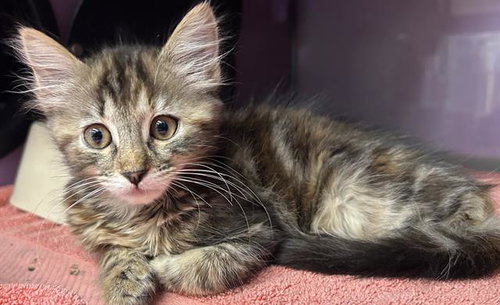 JOEY*, Baby Domestic Medium Hair (medium coat), cat for adoption in Watsonville, California