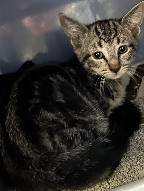 CHANDLER*, Baby Domestic Short Hair (medium coat), cat for adoption in Sunnyvale, California