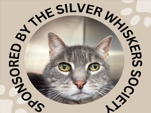 VIOLET, Senior Domestic Short Hair (medium coat), cat for adoption in Cupertino, California