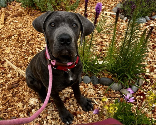 AUGUSTUS*, an adoptable Cane Corso Mastiff in Santa Cruz, CA