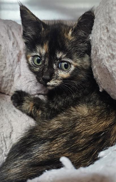 MILDRED*