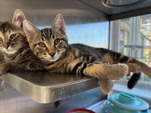 WALLY, Baby Domestic Short Hair (medium coat), cat for adoption in Cupertino, California