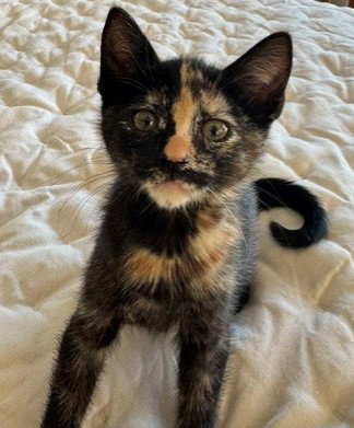 ZINNIA*, Baby Domestic Short Hair (medium coat), cat for adoption in Cupertino, California