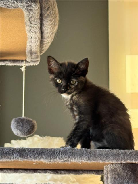 PEONY*, Baby Domestic Short Hair (medium coat), cat for adoption in Cupertino, California