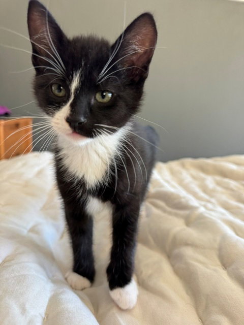 COSMOS*, Baby Domestic Short Hair (medium coat), cat for adoption in Cupertino, California