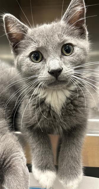 PANSAS*, Baby Domestic Short Hair (medium coat), cat for adoption in Cupertino, California