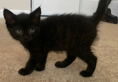 FRANKLIN*, Baby Domestic Short Hair (medium coat), cat for adoption in Sunnyvale, California