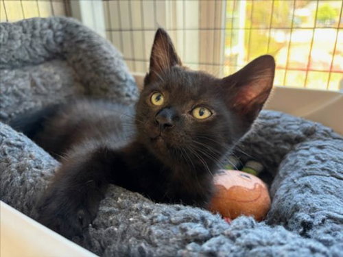 FRANKLIN*, Baby Domestic Short Hair (medium coat), cat for adoption in Cupertino, California