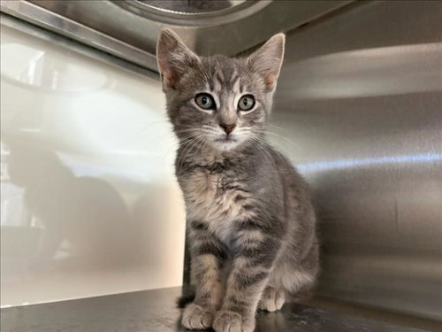 BICYCLE*, Baby Domestic Short Hair (medium coat), cat for adoption in Cupertino, California