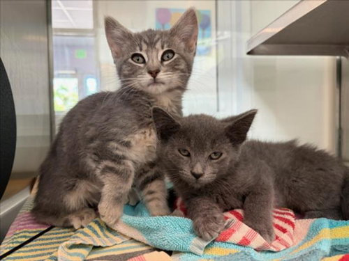 MOPED*, Baby Domestic Short Hair (medium coat), cat for adoption in Cupertino, California