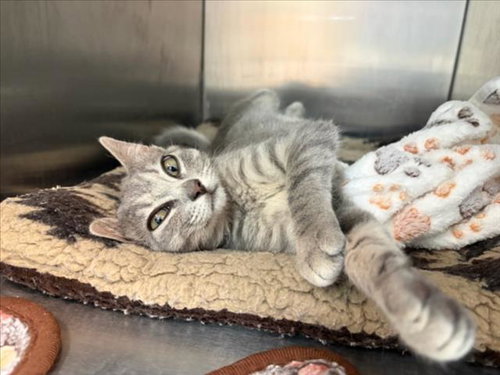 UNICYCLE*, Baby Domestic Short Hair (medium coat), cat for adoption in Cupertino, California