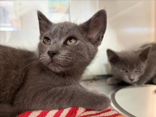 VESPA*, Baby Domestic Short Hair (medium coat), cat for adoption in Cupertino, California
