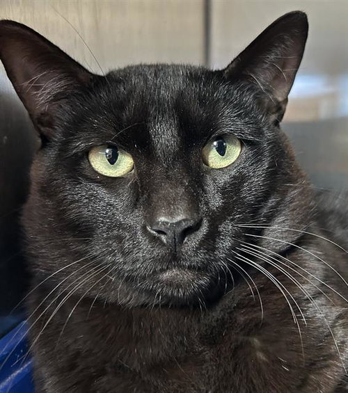 JULIO*, Adult Domestic Short Hair (medium coat), cat for adoption in Campbell, California