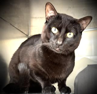 JULIO*, an adoptable Domestic Short Hair in Santa Cruz, CA