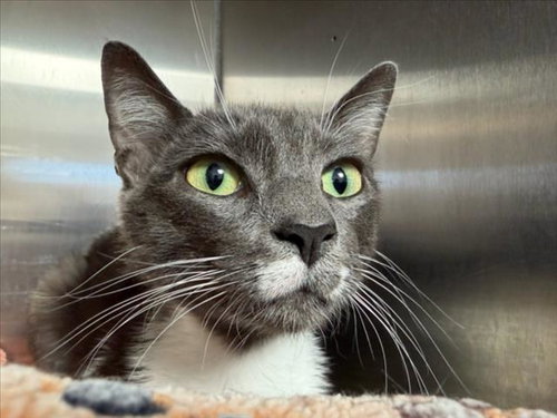 ROMI*, Adult Domestic Short Hair (medium coat), cat for adoption in Cupertino, California