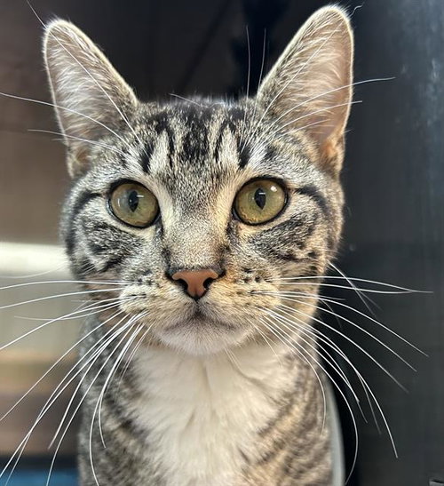 PEPPER, Young Domestic Short Hair (medium coat), cat for adoption in Campbell, California