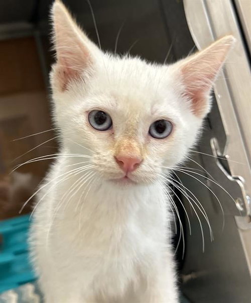 BLAZE*, Baby Siamese / Mixed (medium coat), cat for adoption in Cupertino, California