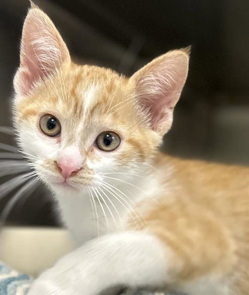 SPARK*, Baby Domestic Short Hair (medium coat), cat for adoption in Cupertino, California
