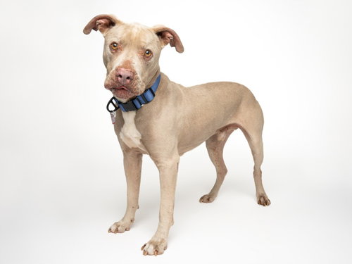 HUGO*, an adoptable Pit Bull Terrier in Santa Cruz, CA