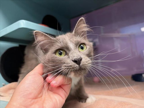 NINA*, Baby Domestic Medium Hair (medium coat), cat for adoption in Cupertino, California