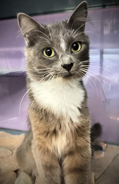 NINA*, Baby Domestic Medium Hair (medium coat), cat for adoption in Campbell, California