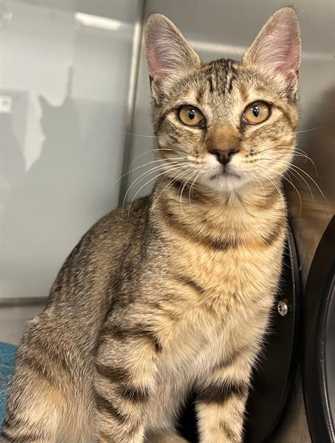 OPAL*, Baby Domestic Short Hair (medium coat), cat for adoption in Cupertino, California