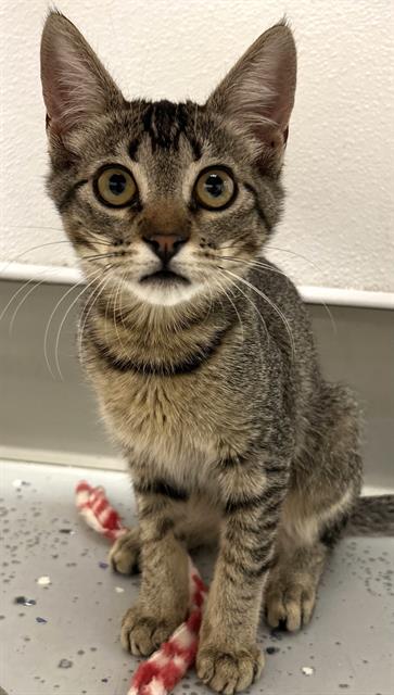TOPAZ*, Baby Domestic Short Hair (medium coat), cat for adoption in Cupertino, California